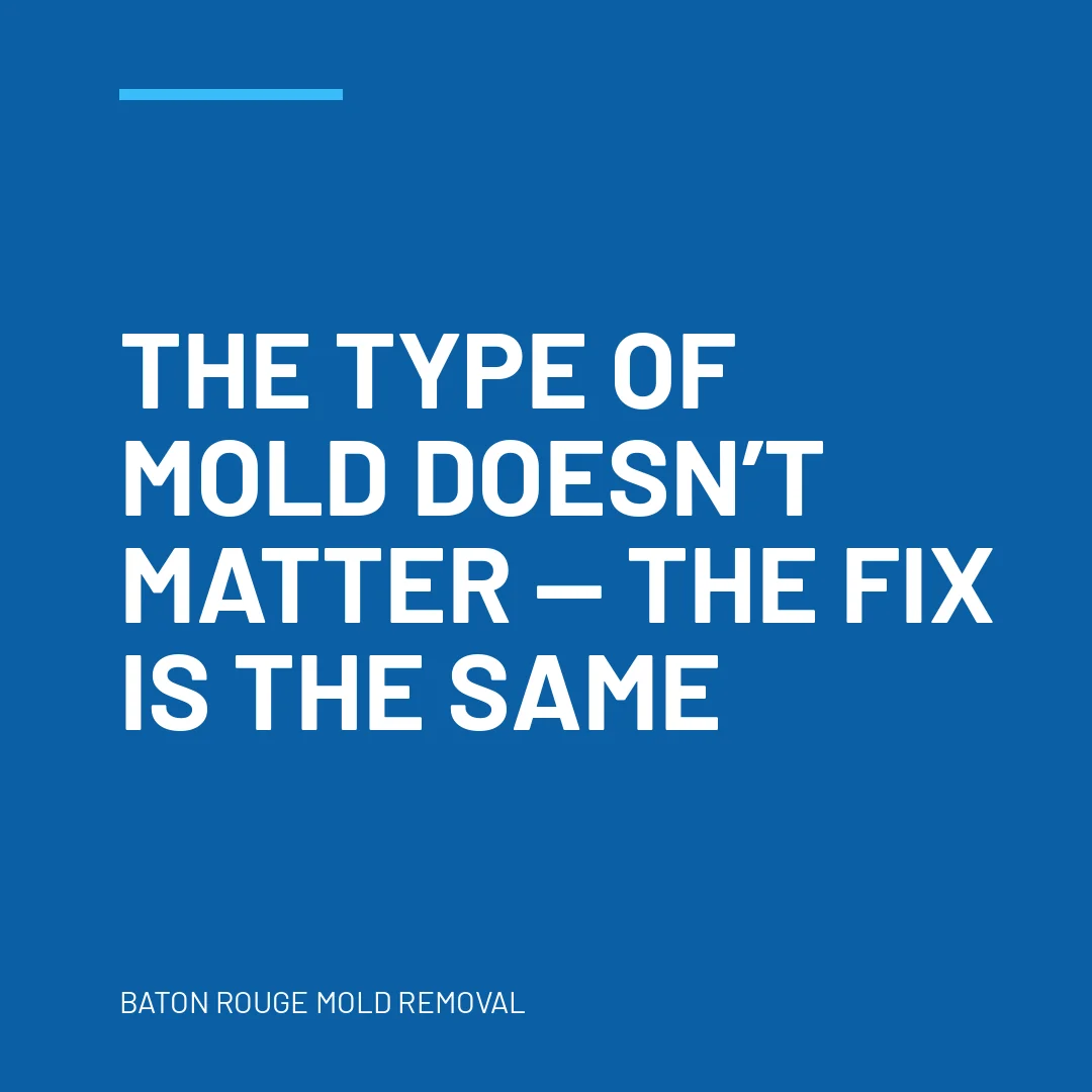 The type of mold doesn’t matter — the fix is the same